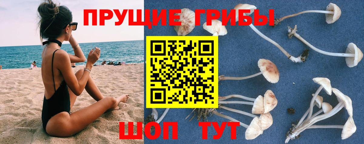 Советск  Галлюциногенные грибы Psilocybine cubensis  Вход с VPN 