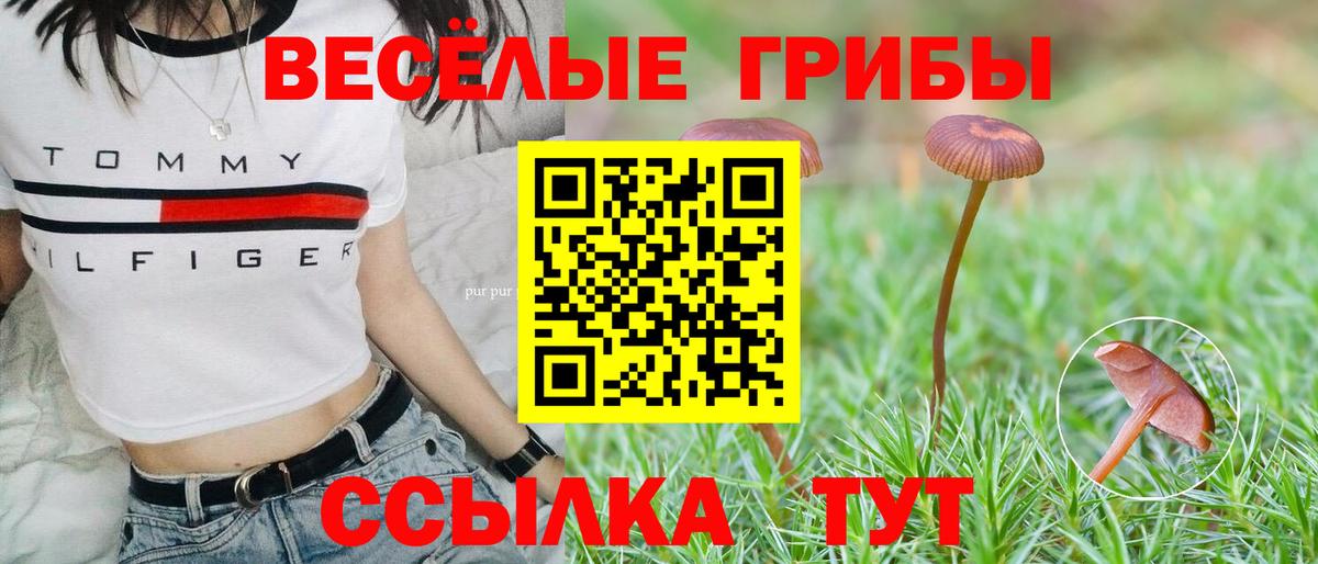 Псилоцибиновые грибы Psilocybe Советск